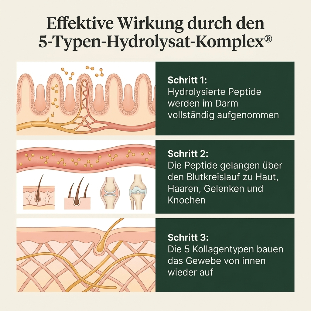 Collagen peptides